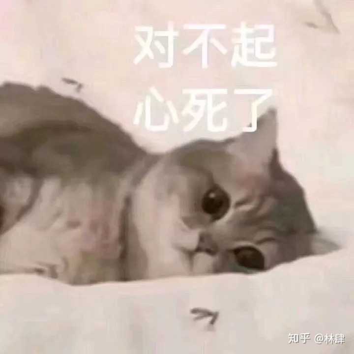 有没有猫咪的表情包?