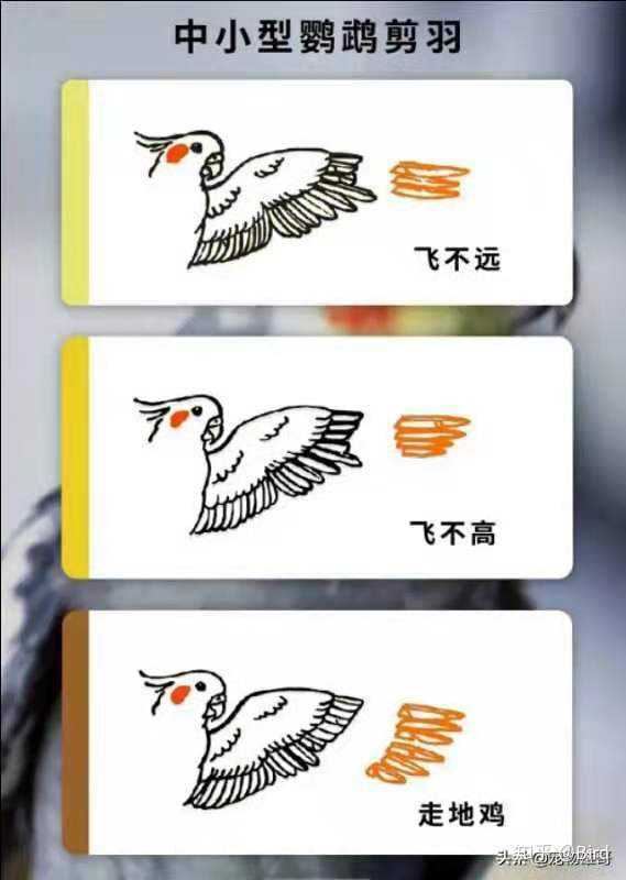 牡丹鹦鹉多大可以剪羽,要怎么剪?