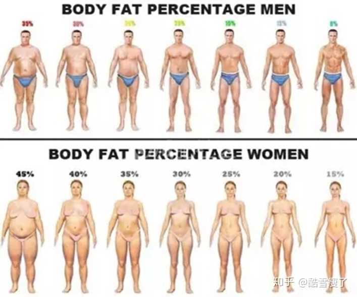 正常成年人的体脂率分别是 男性15%~18%和女性25%~28%.