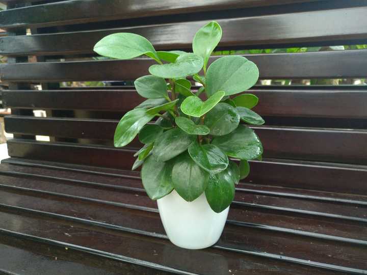 有什么盆栽植物适合放在家里养?