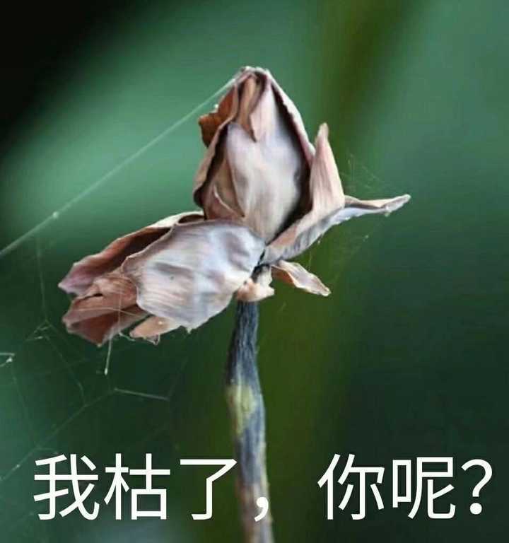 丑的人用什么头像?