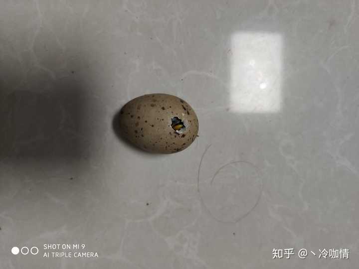 鸟蛋如何孵化