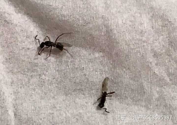 类似蚂蚁长有翅膀,晚上出来叮人,像针扎一样疼痛的是什么昆虫,如何