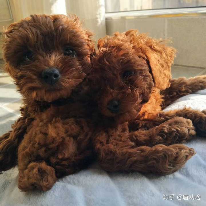 泰迪小时候的照片长什么样?