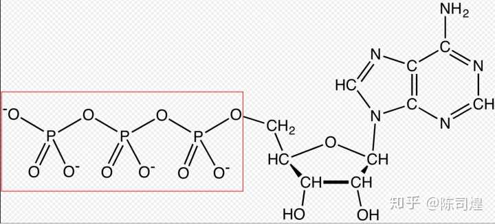 atp的结构式