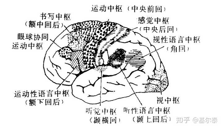 脑沟和脑沟之间的突出就是脑回.