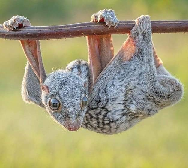 图片是鼯猴,俗称飞狐猴 flying lemurs.