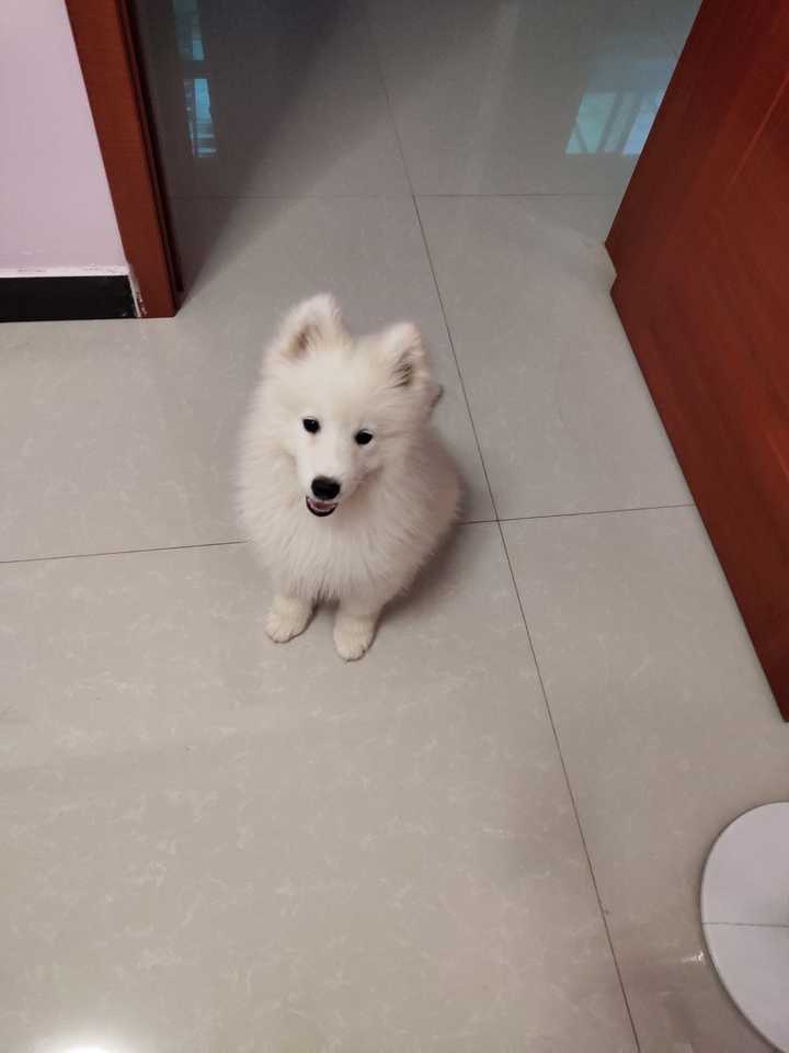萨摩耶,尴尬期,好尴尬?