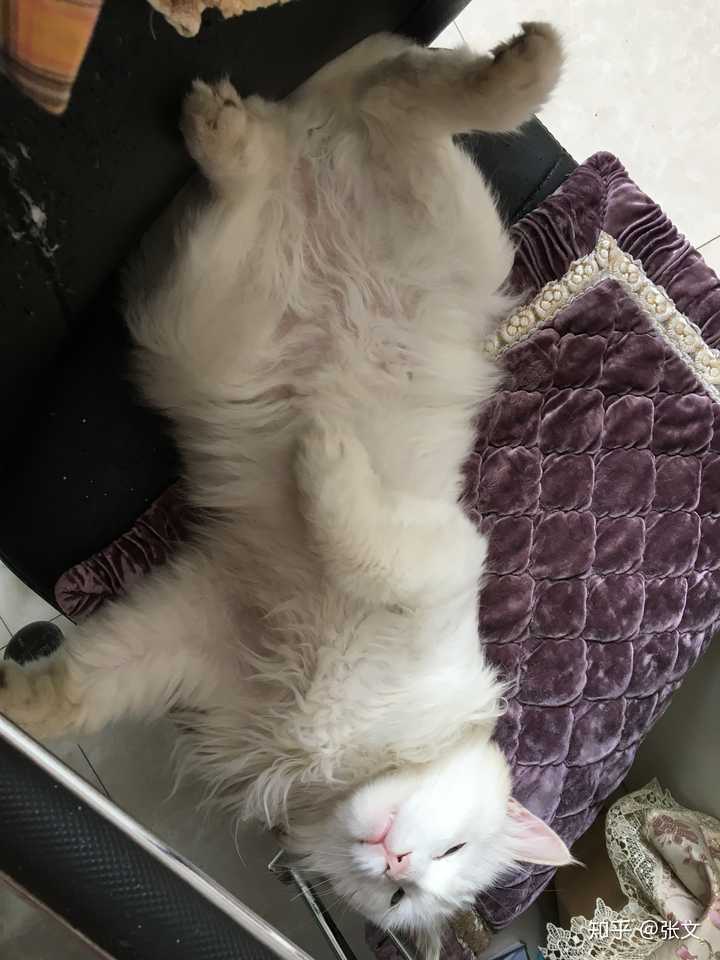 一只猫可以怂到什么地步?