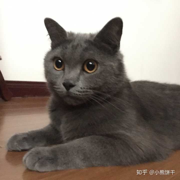 我家尖嘴猴腮的蓝猫,是不是再也没有发腮的可能了?