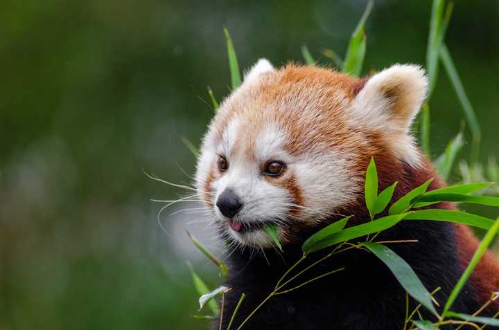 你有哪些珍藏的大熊猫小时候的照片或动图?