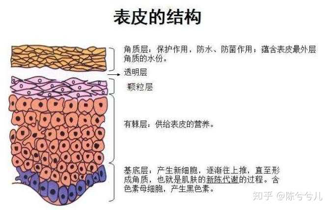 下图是一张表皮结构,我们看到皮肤分5层:角质层,颗粒层,透明层,有棘