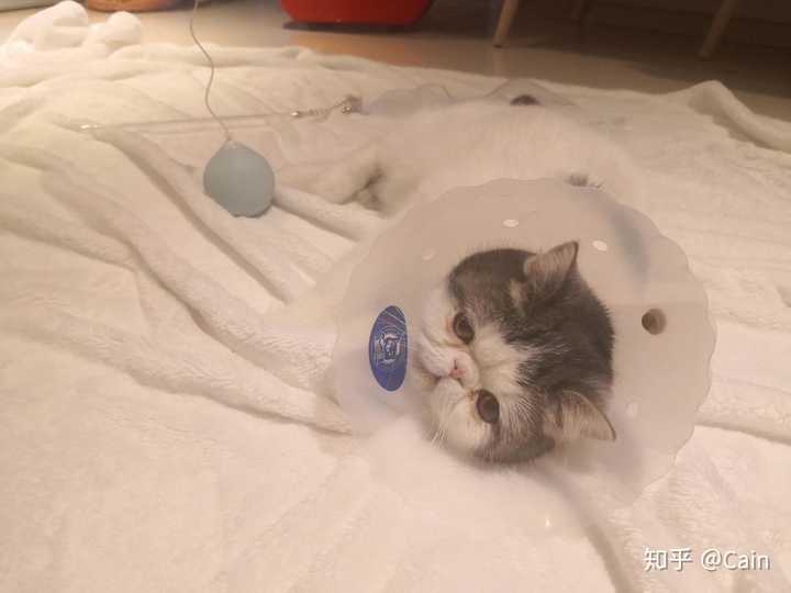猫得病了是一种什么样的体验?