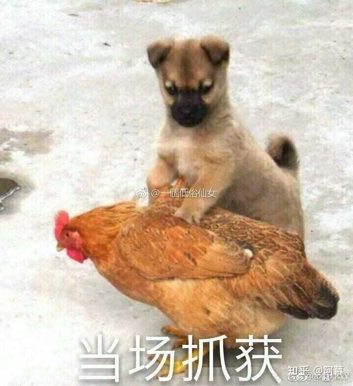 有兄弟有沙雕头像嘛?