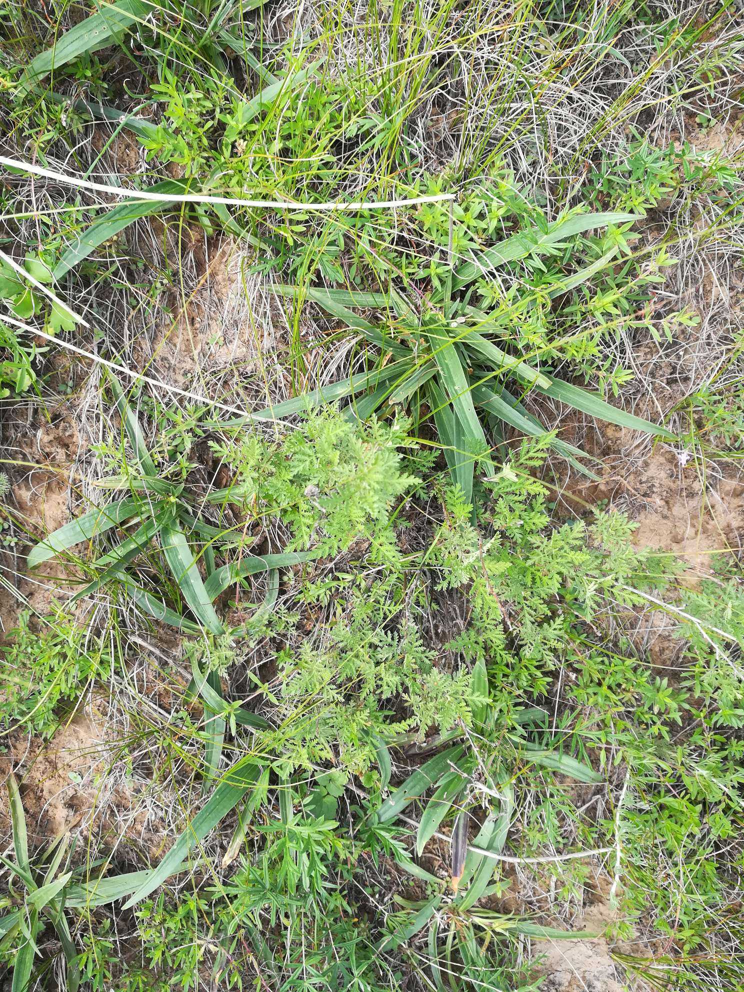 这是什么植物
