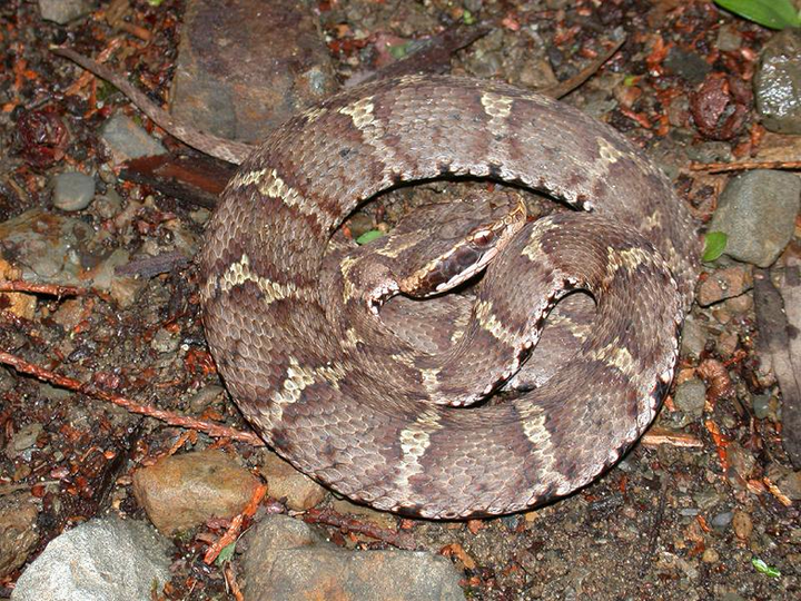 日本蝮,学名:gloydius blomhoffii,与常见的野槌蛇形象有几分神似