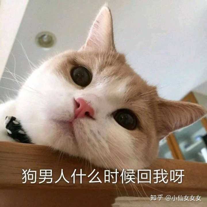 有什么甜甜的猫咪表情包可以分享?