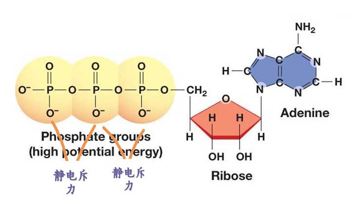 atp水解时释放的大量能量指的是什么