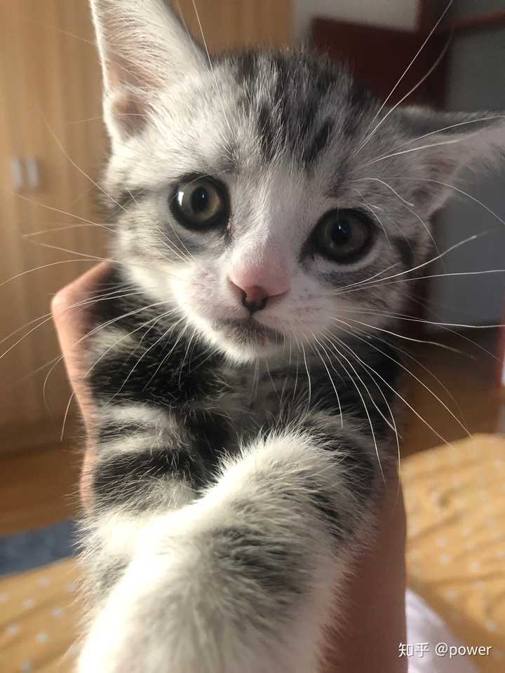 刚买的两个月大的美短,鼻子下面有点黑,可以养回来吗,猫咪怎么样?