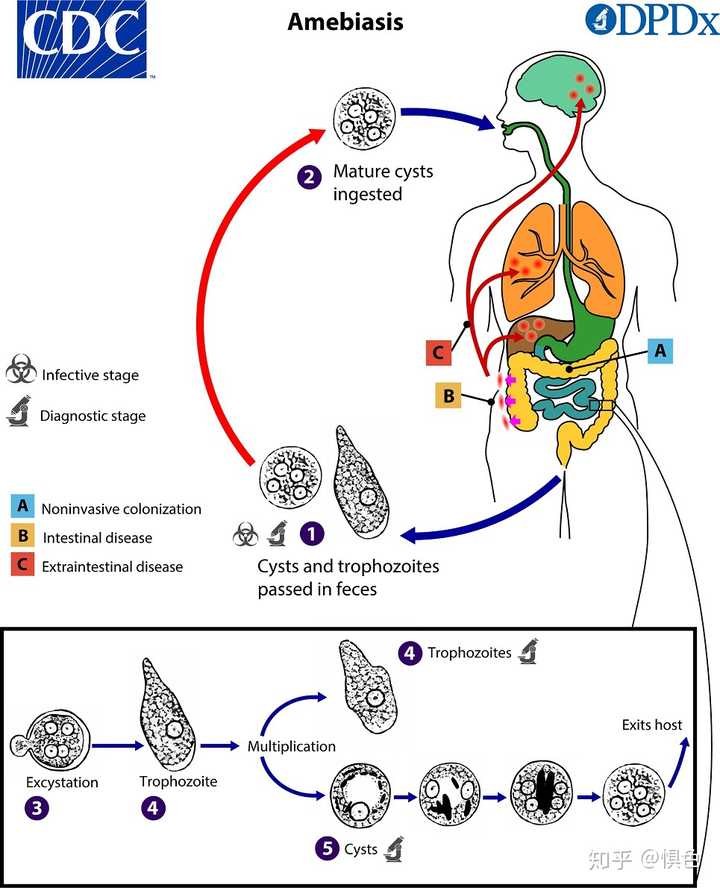 溶组织内阿米巴( entamoeba histolytica) 生活史 包括【具有感染性