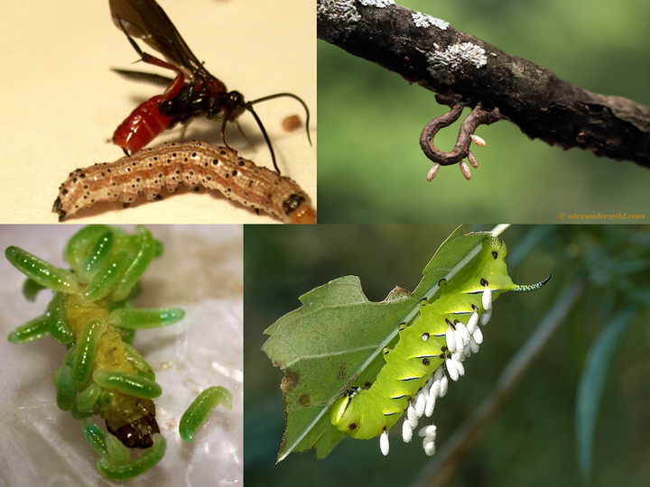 如何区分黄蜂,蜜蜂,马蜂,胡蜂……各种蜂?