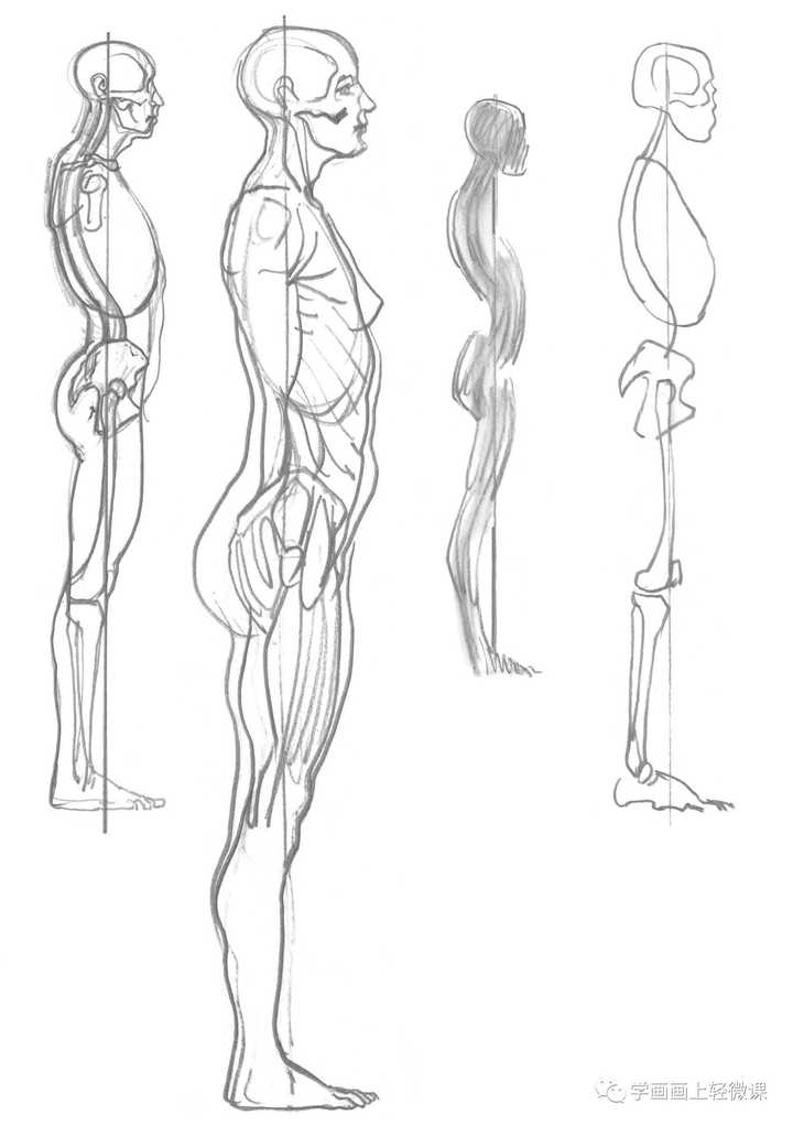 推荐人体绘画精品教程:轻微课 cg绘画新手入门教程之人体结构与