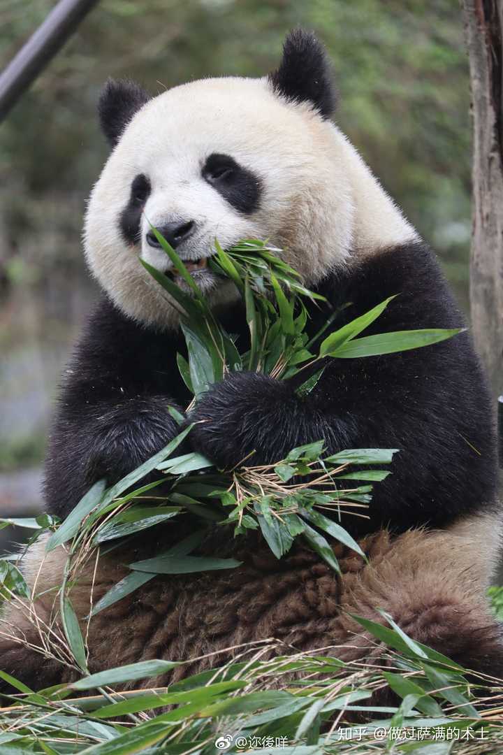 有哪些可爱的熊猫照片或视频