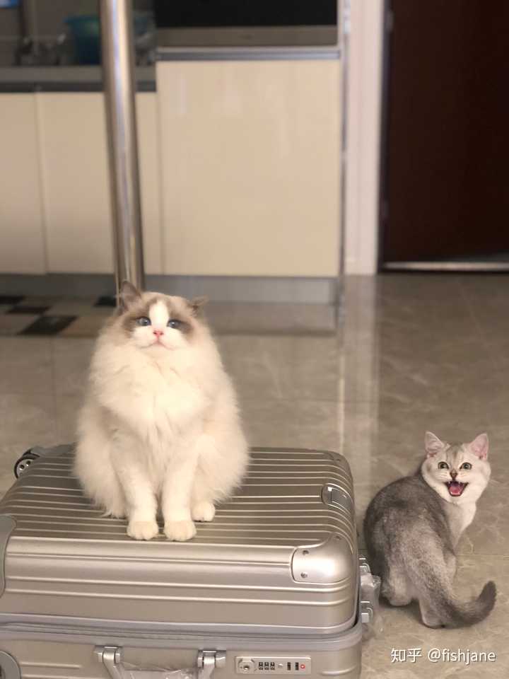 这只布偶猫母到底该配蓝双还是海双