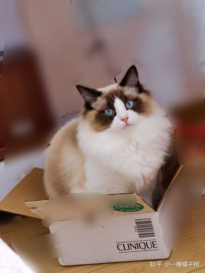 这只布偶猫长大后会变成什么样子