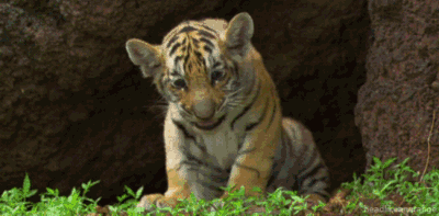 壁纸 动物 虎 老虎 桌面 400_197 gif 动态图 动图