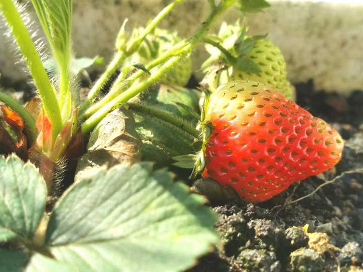 草莓什么季节种最好?