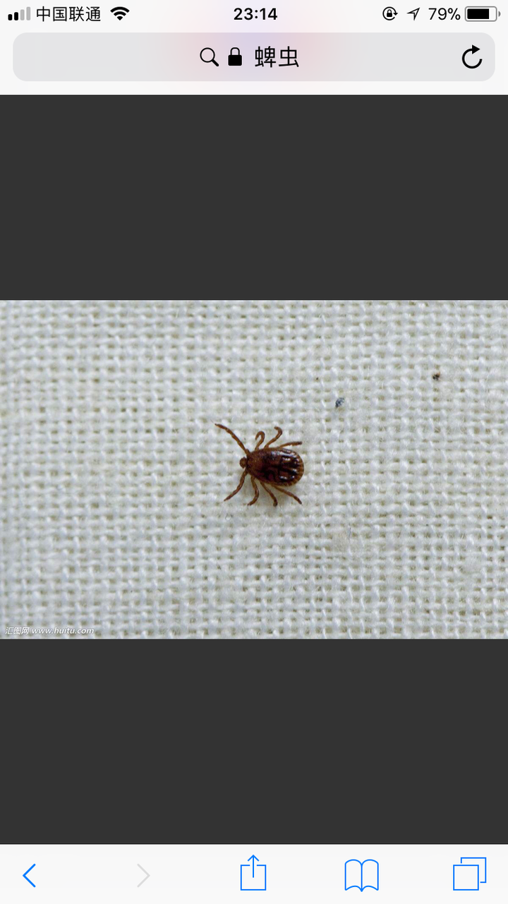 这是这种虫子有毒吗?