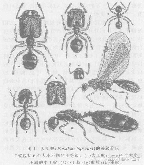 大头蚁的等级分化