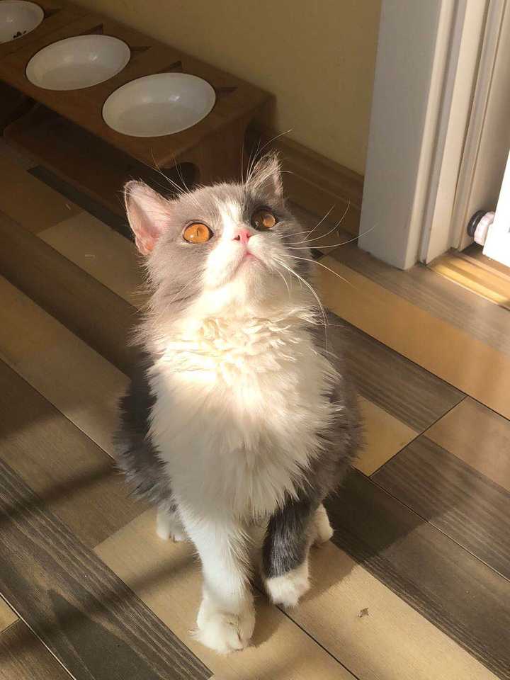 我家猫就是蓝白长毛,可以给你参考一下