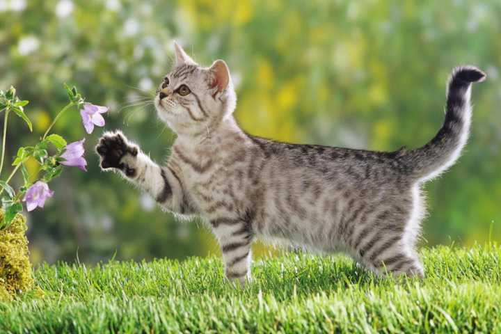 有哪些好看的猫咪壁纸或头像?