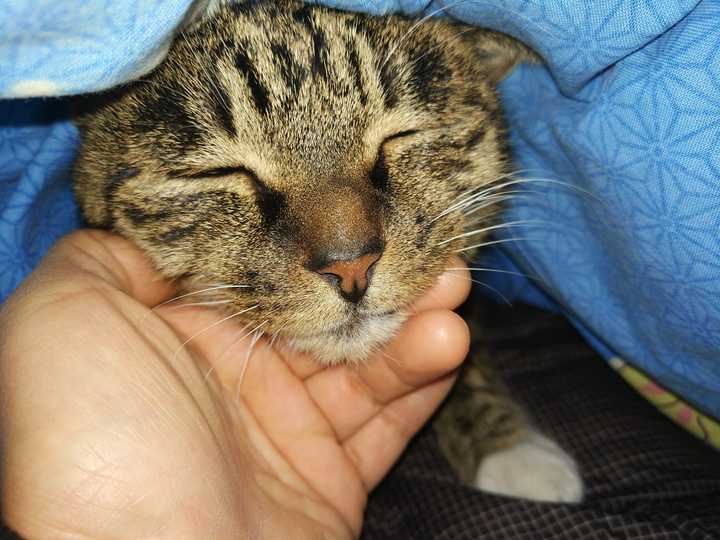 养狸花猫是什么样的体验?