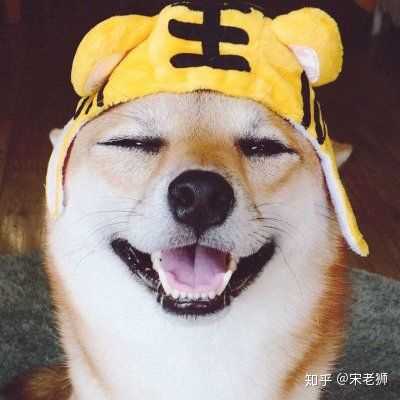 一只猫和一只狗的情侣头像?
