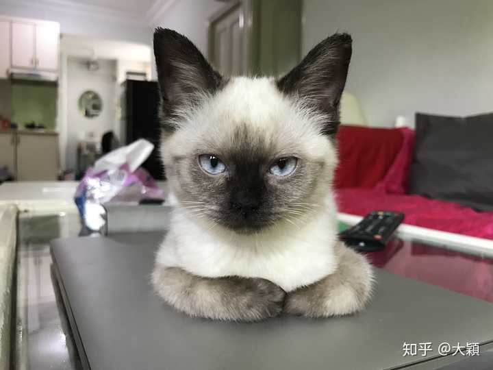 壁纸 动物 狗 狗狗 猫 猫咪 小猫 桌面 720_540