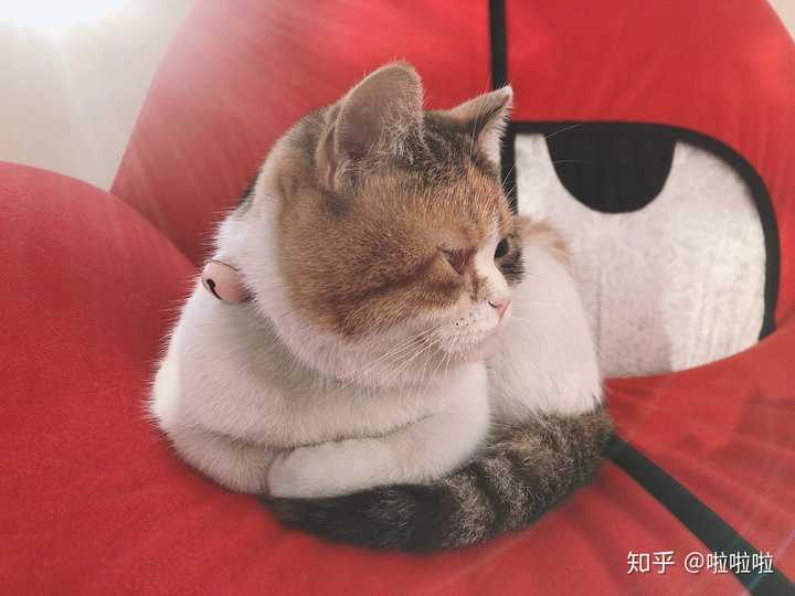 英短和加菲串的长大了会像哪样多点?