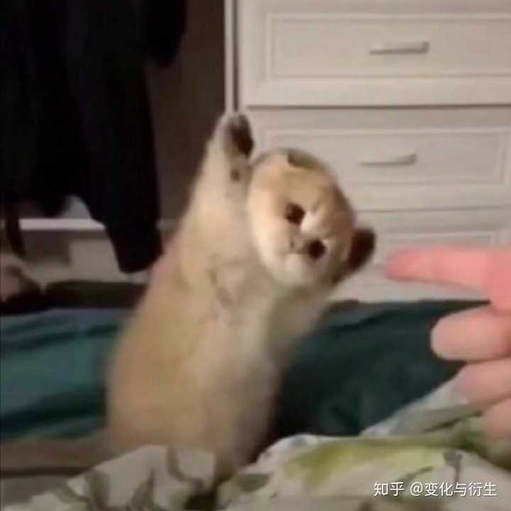 有没有类似于这种的沙雕动物头像?