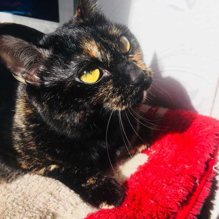 壁纸 动物 狗 狗狗 猫 猫咪 小猫 桌面 720_720