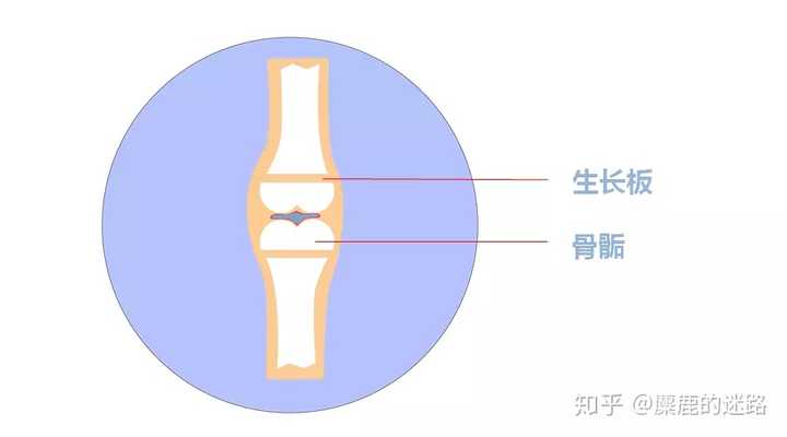 骨骺是儿童出生后在不同的时间内出现的二次骨化中心.