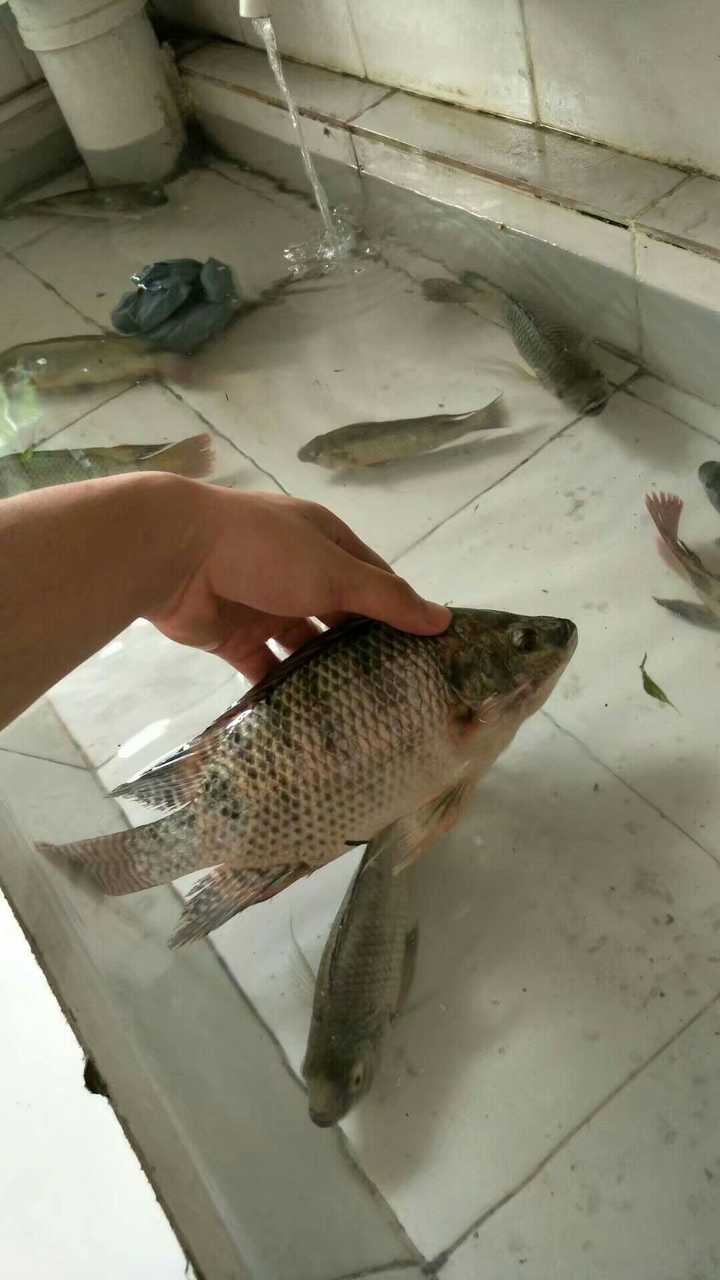 如何优雅地在宿舍养金鱼?