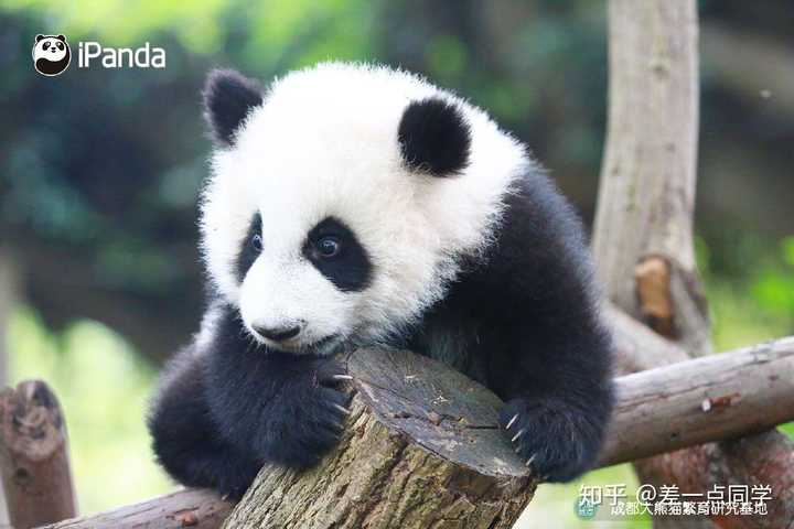 大熊猫可爱嘛?