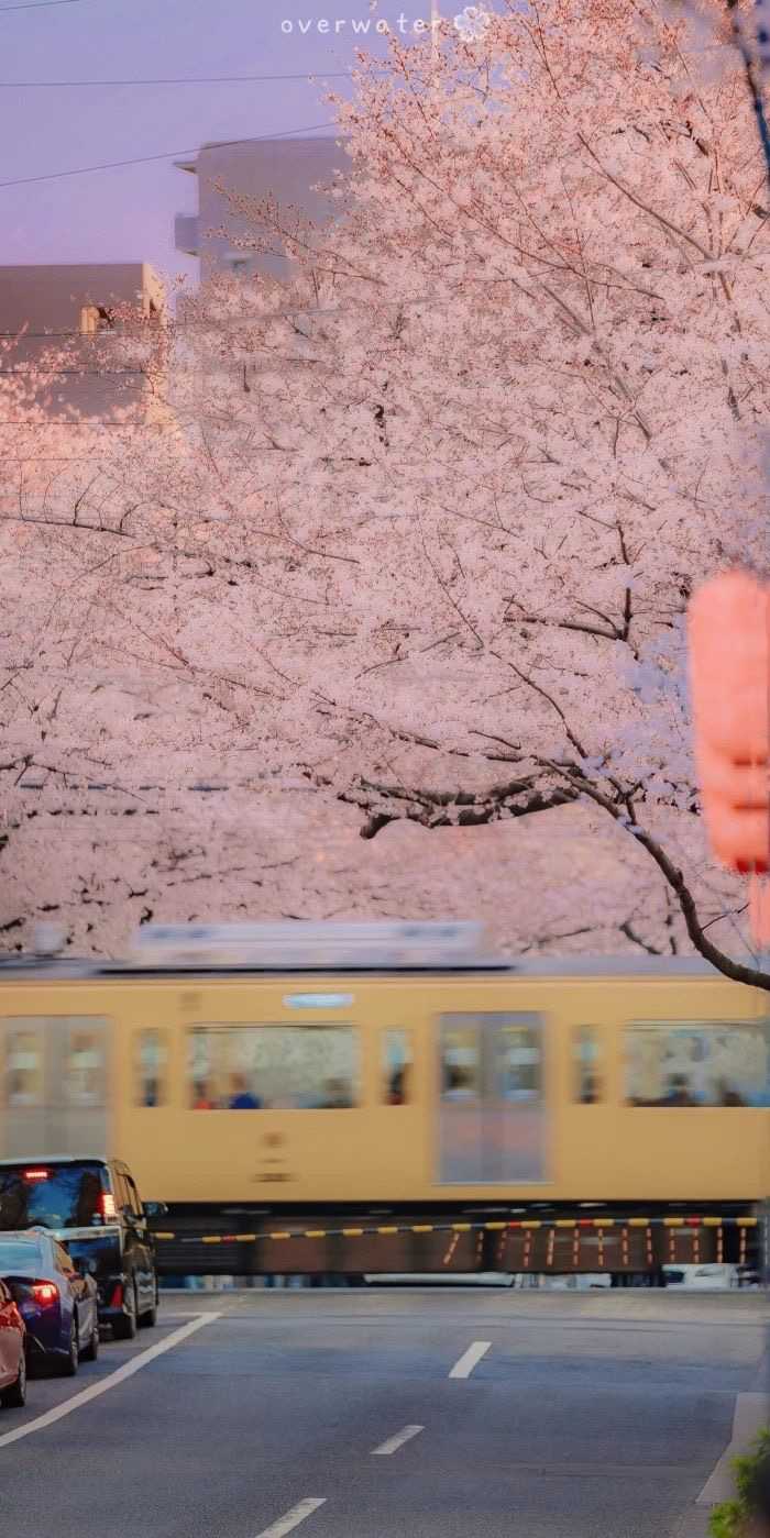 有哪些以日本的街道或者风景为背景的手机壁纸?