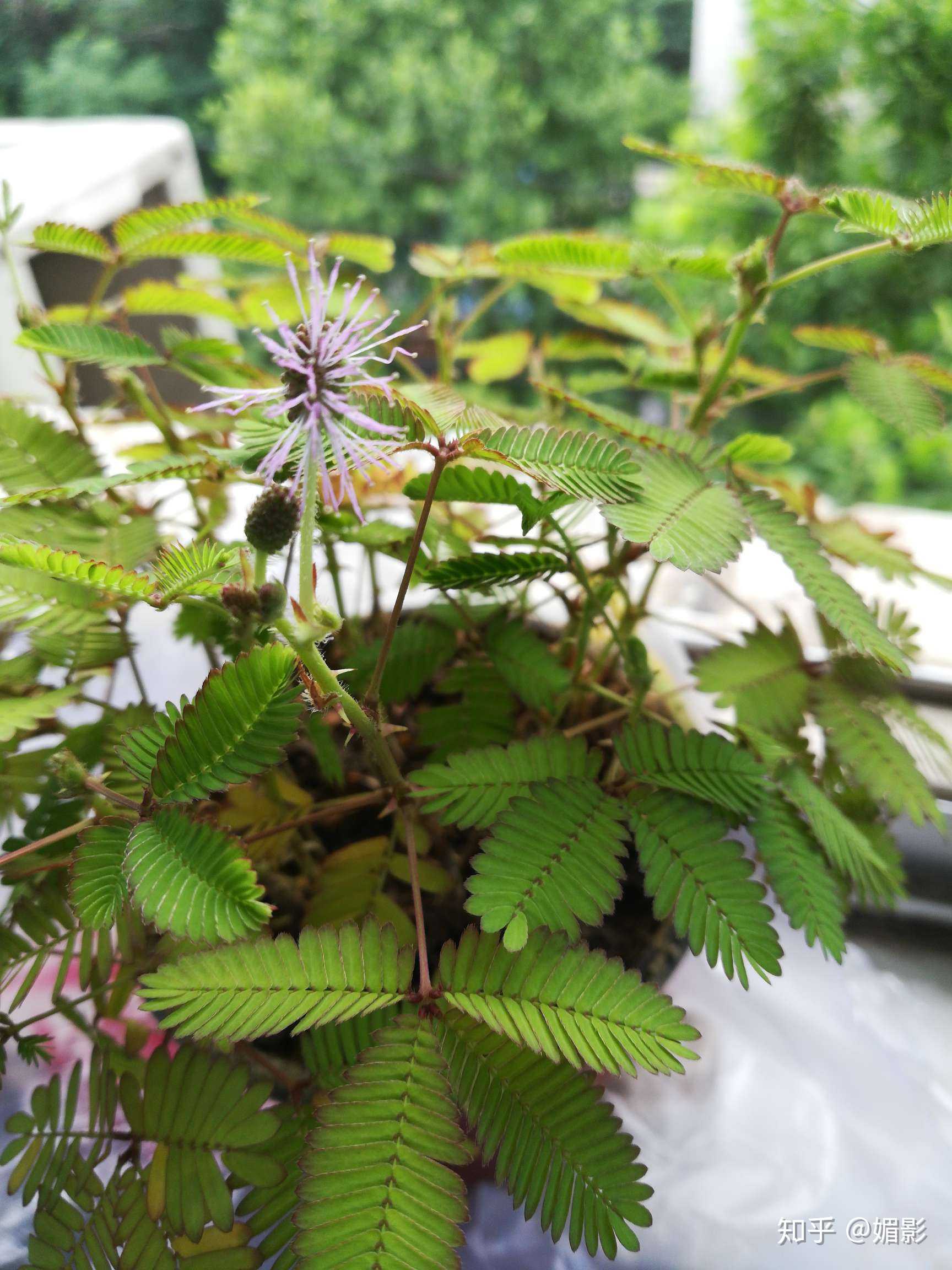 我在养花养草 养的含羞草开花了嗯,挺好看的