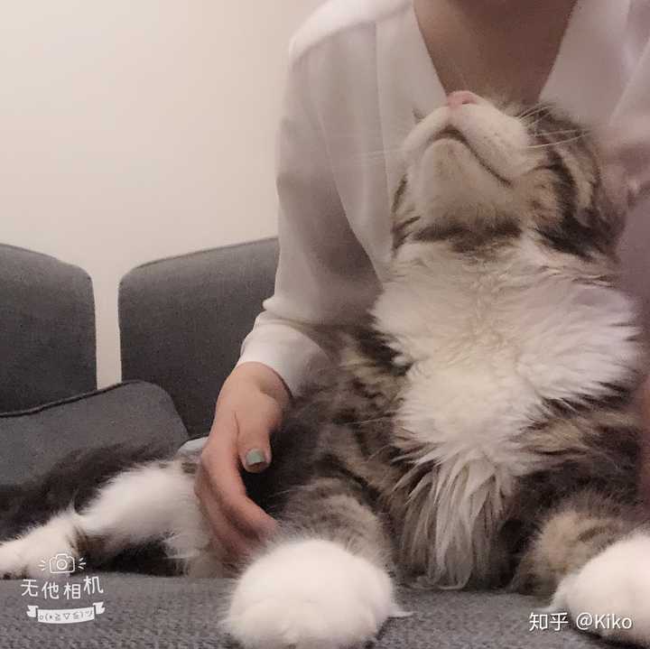 养缅因猫需要注意什么?