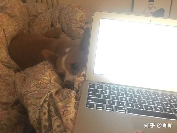 坐在床上加班,狗子把头放在我腿上