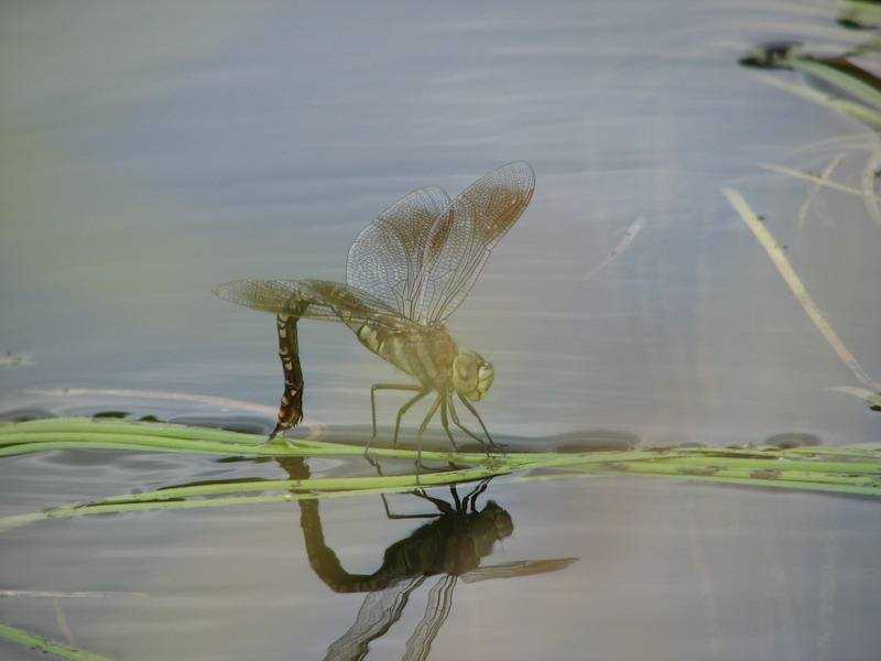 蜻蜓点水