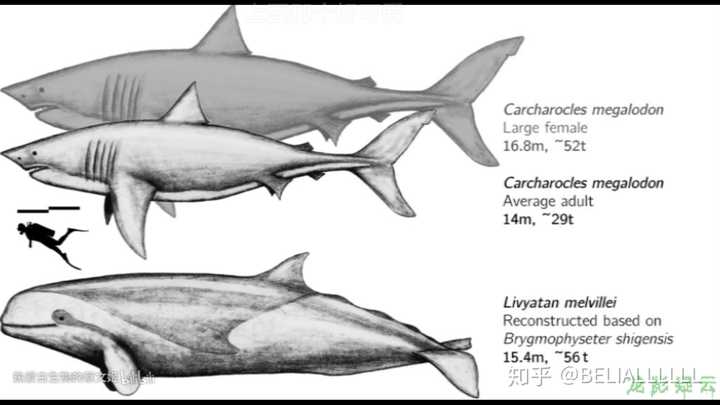 梅氏利维坦鲸和巨齿鲨哪个更厉害些?
